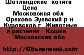 Шотландские  котята › Цена ­ 6 000 - Московская обл., Орехово-Зуевский р-н, Куровское г. Животные и растения » Кошки   . Московская обл.